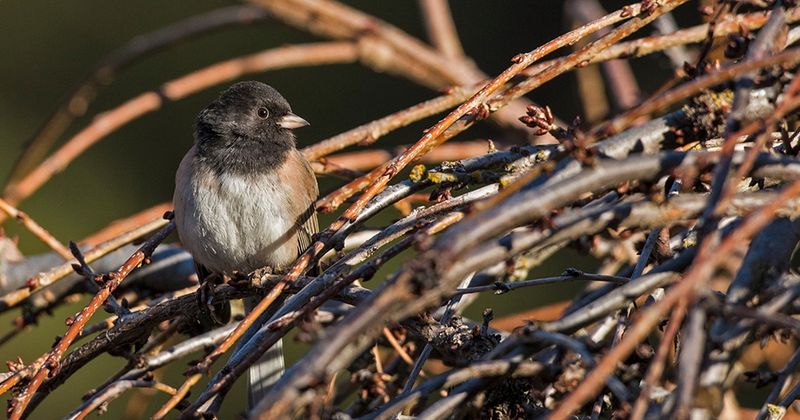 Create Brush Piles for Cover