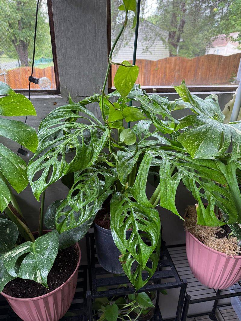 Use An Airy Fast-Draining Potting Mix Designed For Aroids