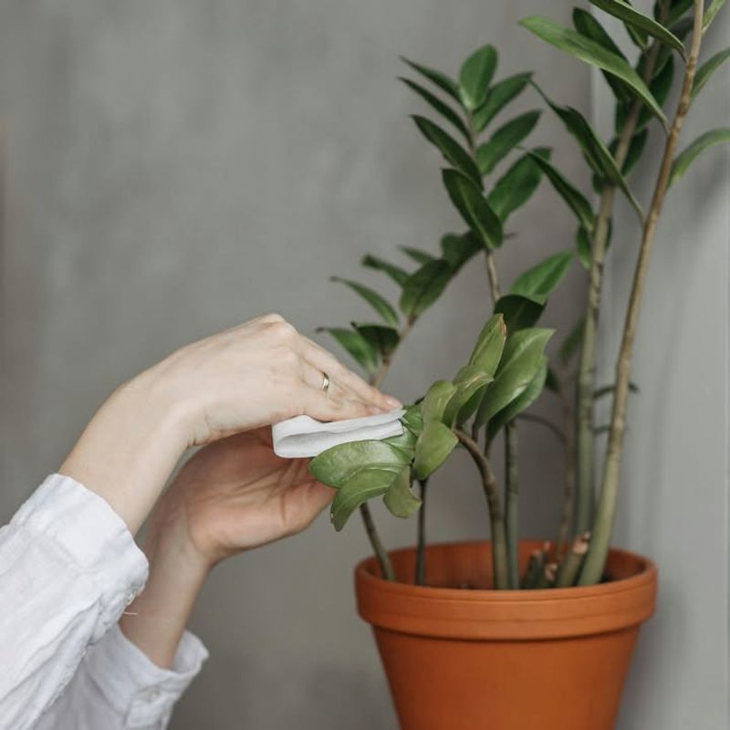 Wipe Leaves To Remove Dust