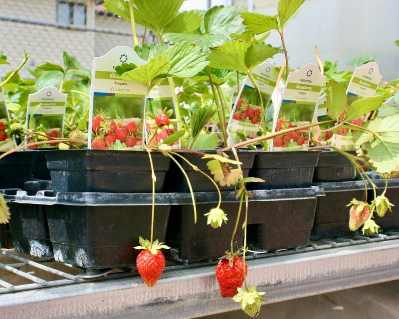 Hand-Pollinate Flowers For Better Fruit Set