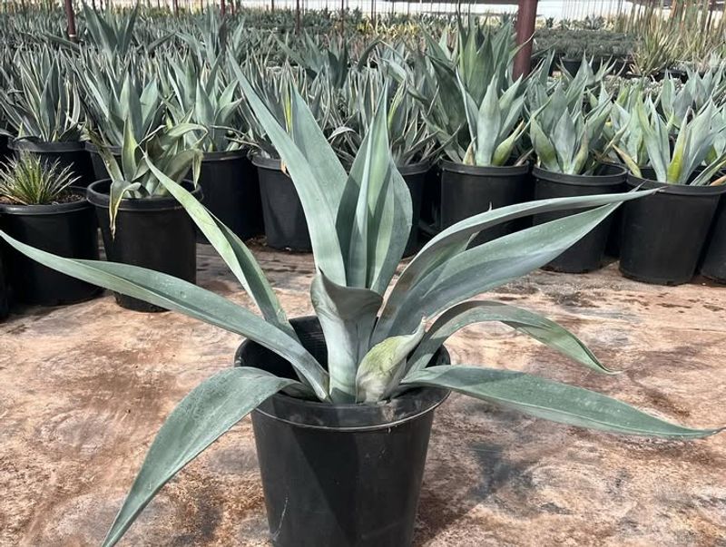 Choose Agave Species Suited To Your Texas Region
