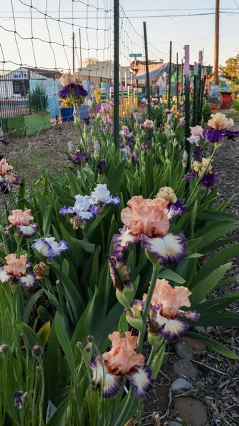 Time Fall And Early Spring Care For Bigger Flowers