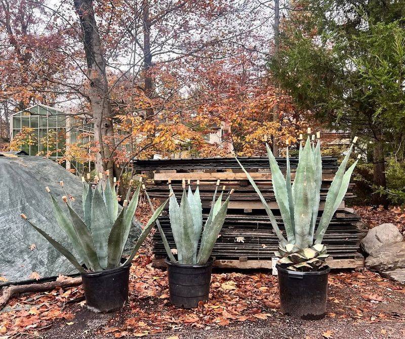 Protect Containers From Winter Cold