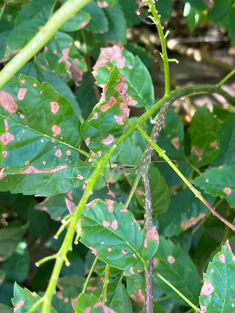 Pause Pruning During Peak Summer Stress