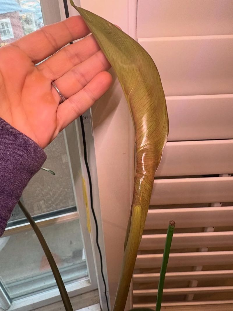 Increase Humidity In Dry Winter Air