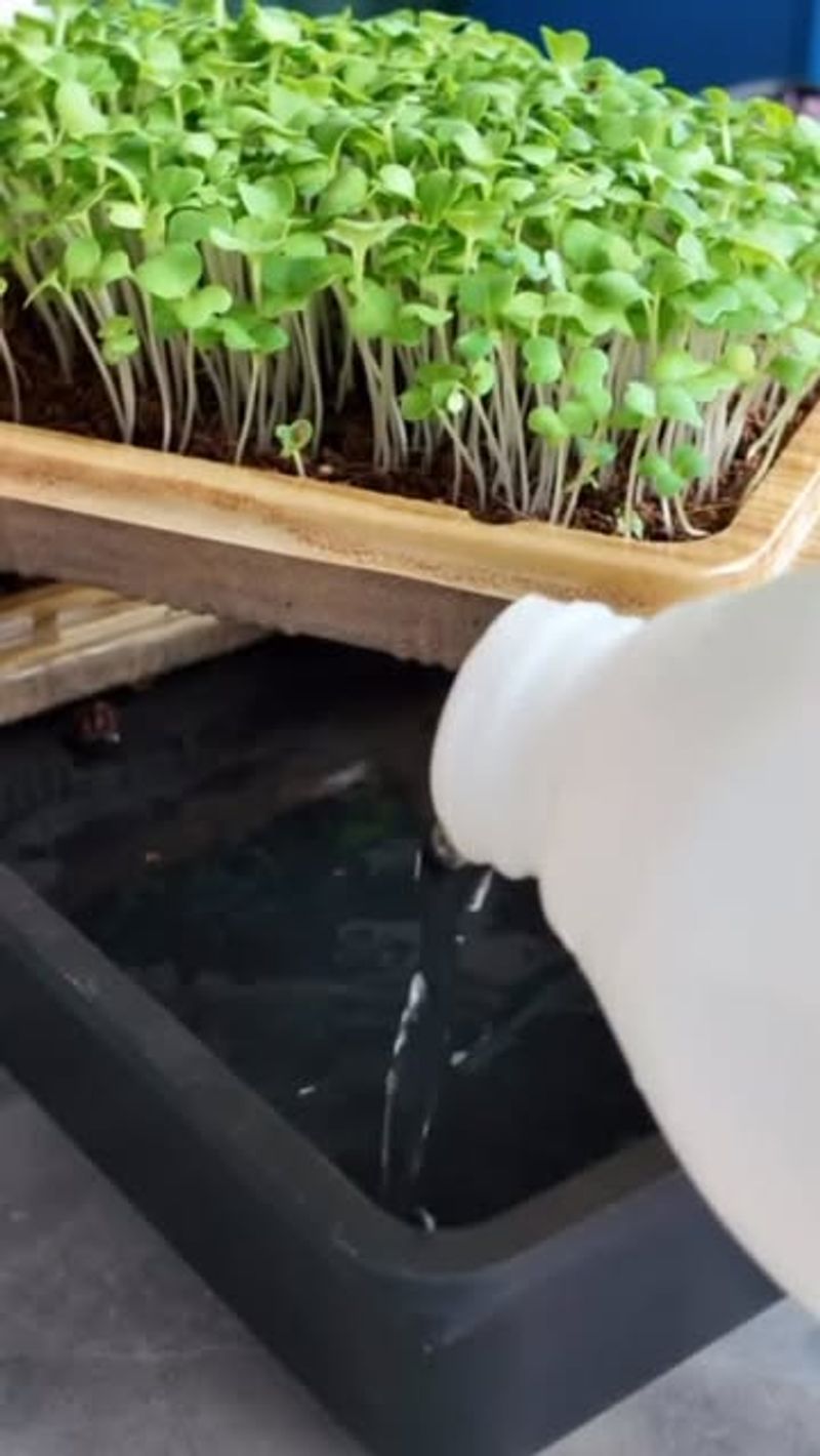 Water From The Bottom To Prevent Weak Roots