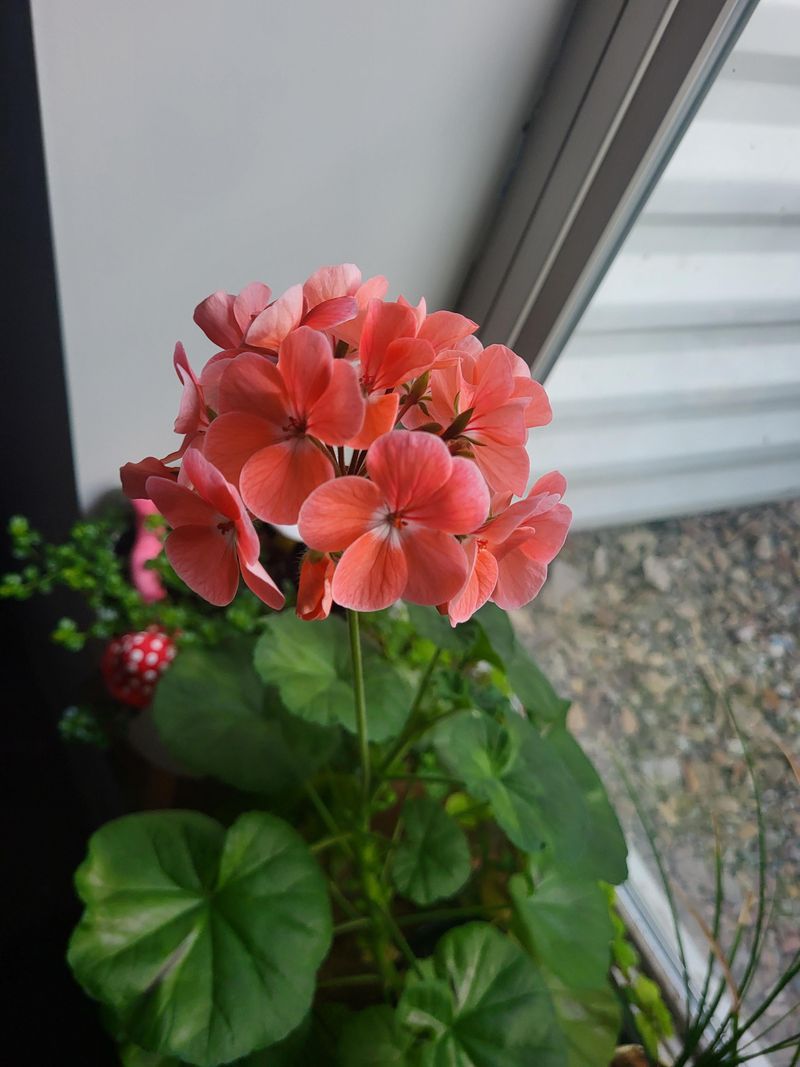 Fertilize Sparingly During Winter Months