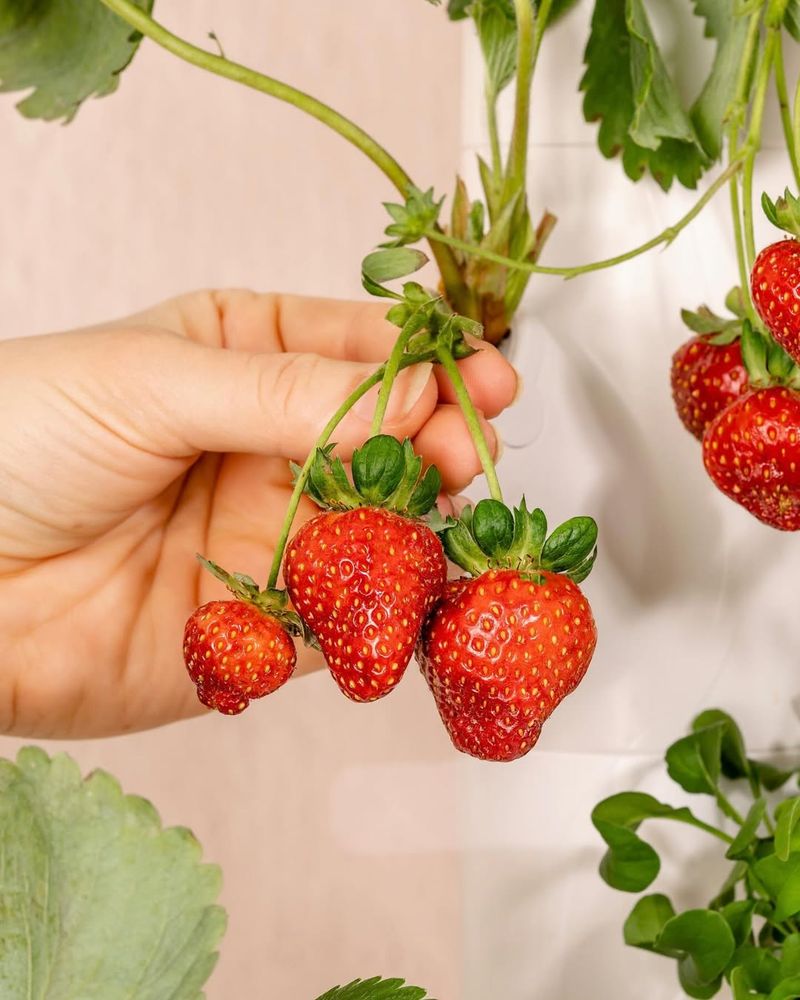 Hand-Pollinate Flowers For Better Fruit Set