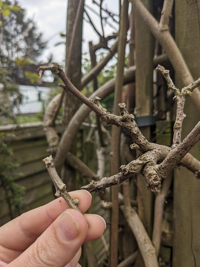 Shorten Excess Growth That Pulls Away From Supports