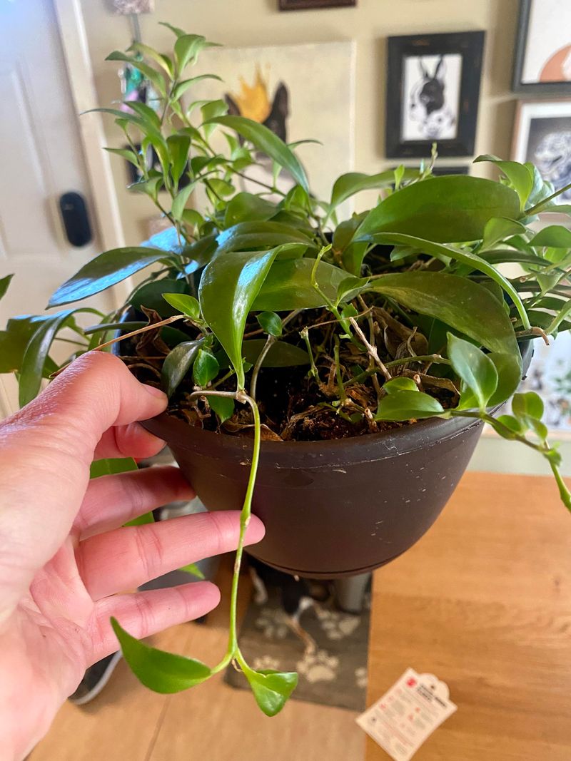 Water Gently Until Roots Are Strong