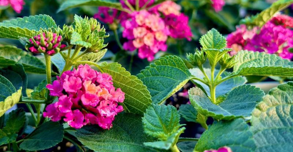 Keep Your Texas Garden Colorful With These Long-Blooming Annuals