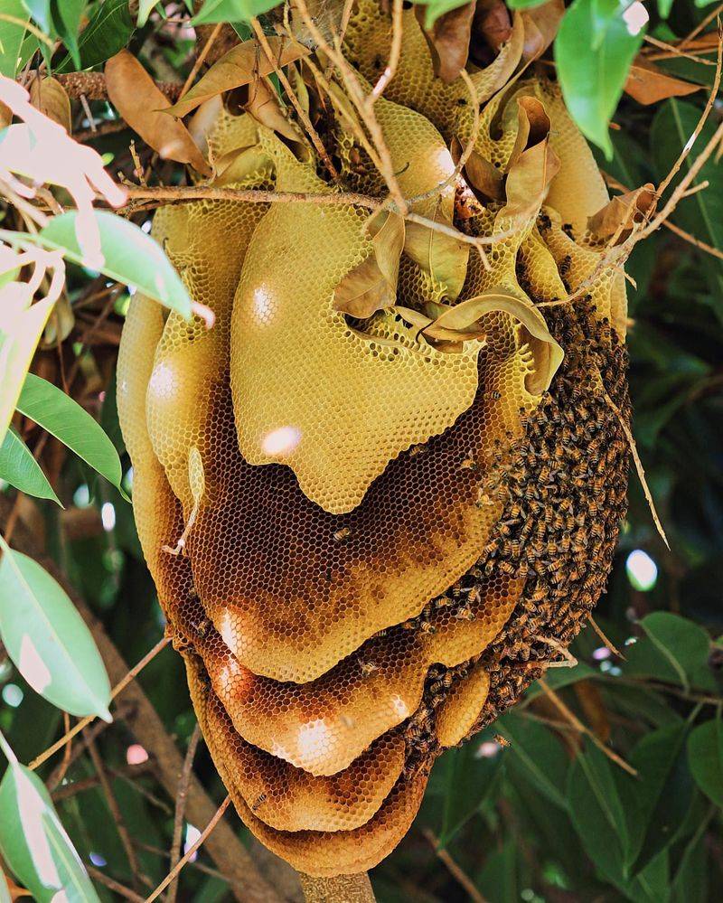 Register Your Hives With The State