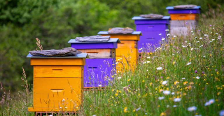 beehive (featured image)