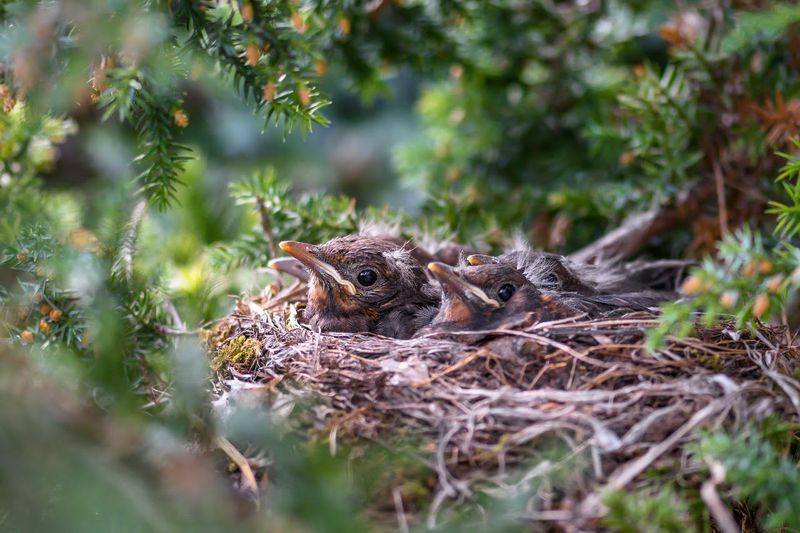 Avoiding Tree And Shrub Pruning During Nesting Season