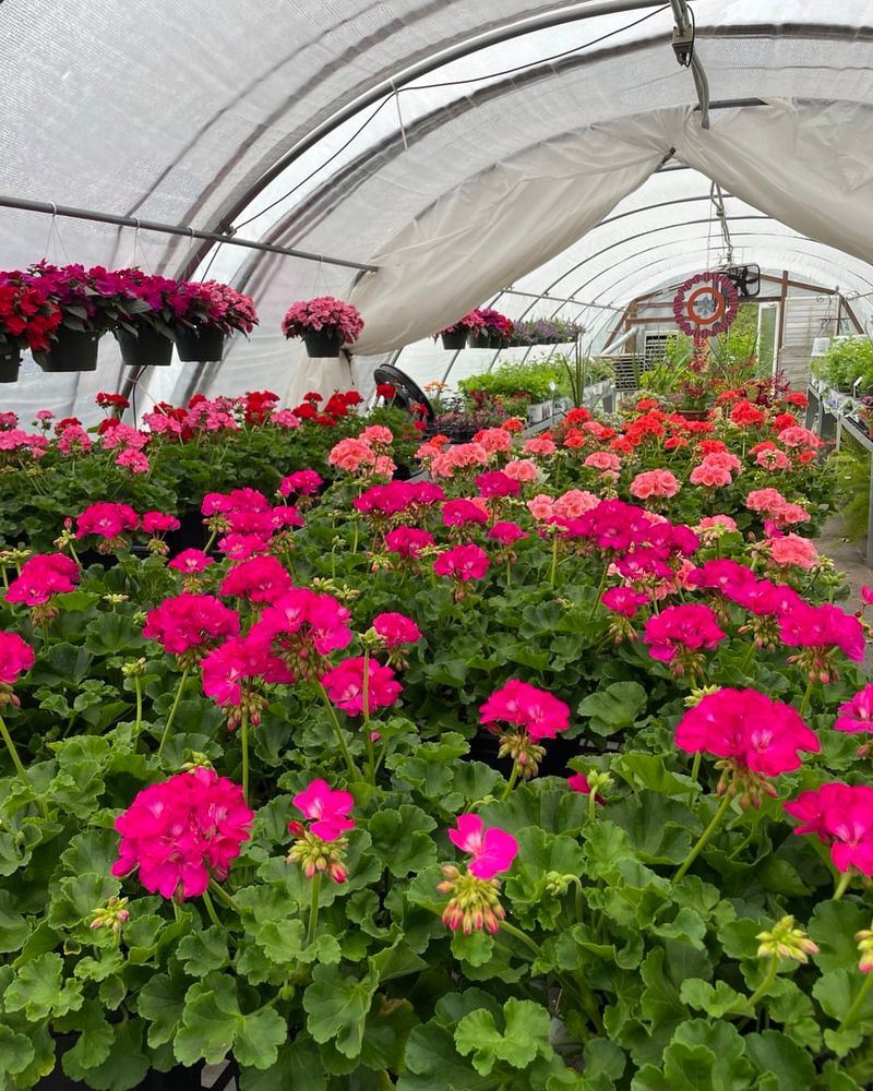 Storing Potted Geraniums in a Cool Basement with Minimal Water