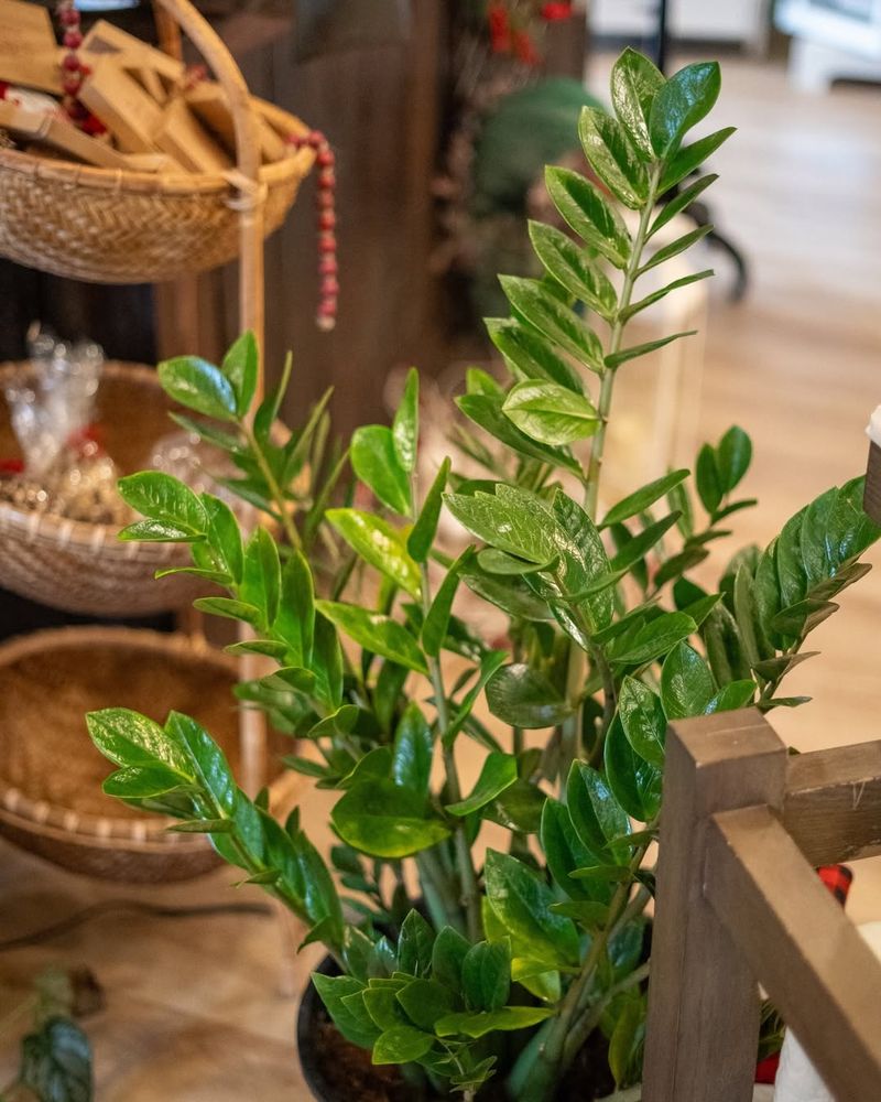 Knowing When To Leave A ZZ Plant Alone