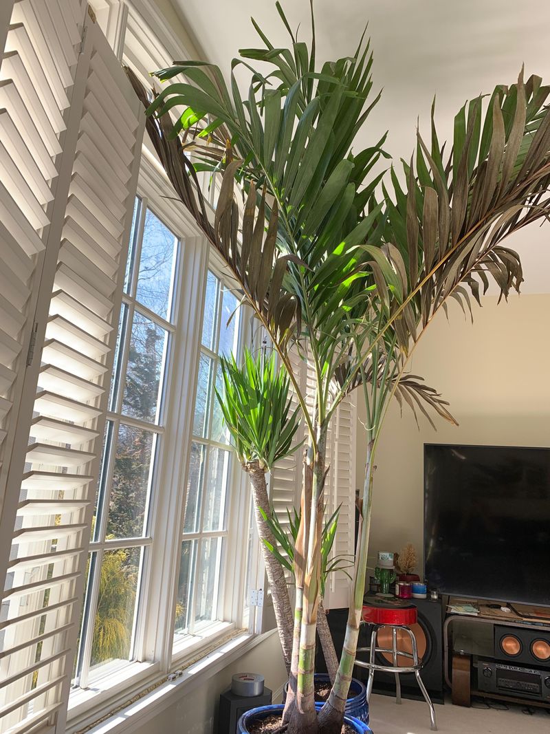 Cleaning Dust Off Fronds Regularly