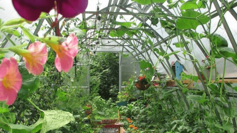 Creating Ideal Microclimates For Sensitive Plants