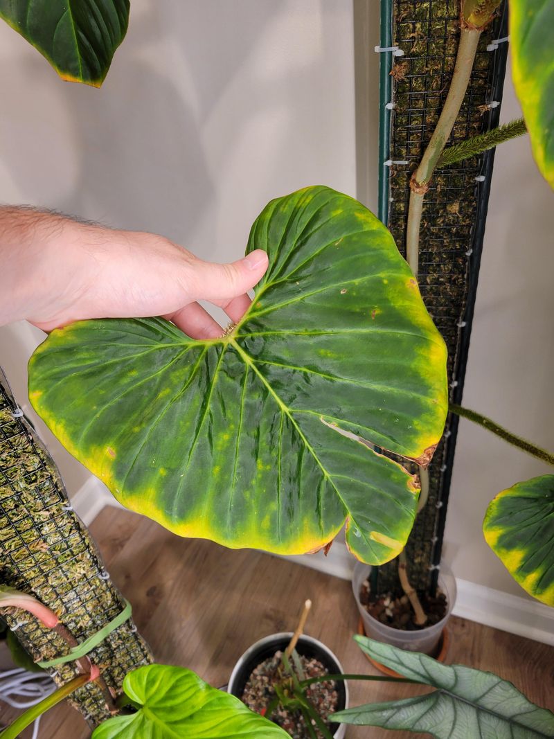 Fertilizing When Plants Aren't Actively Growing