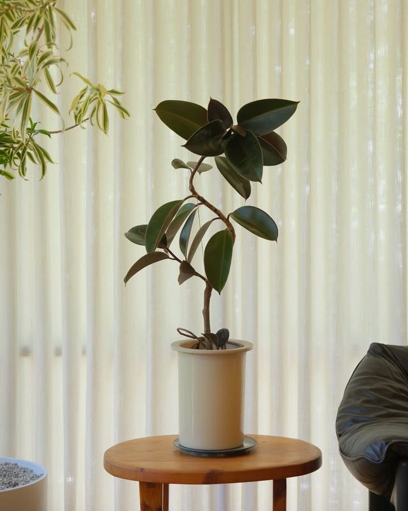 Ficus Elastica