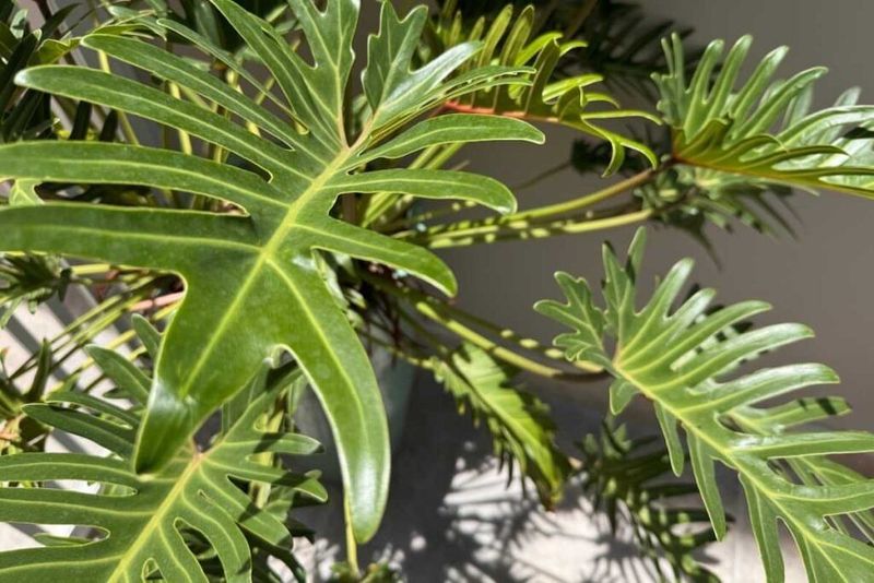 Philodendron Xanadu