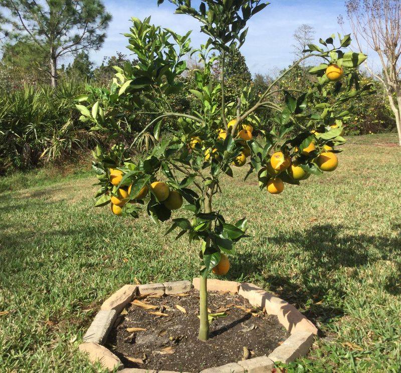 Dwarf Valencia Orange