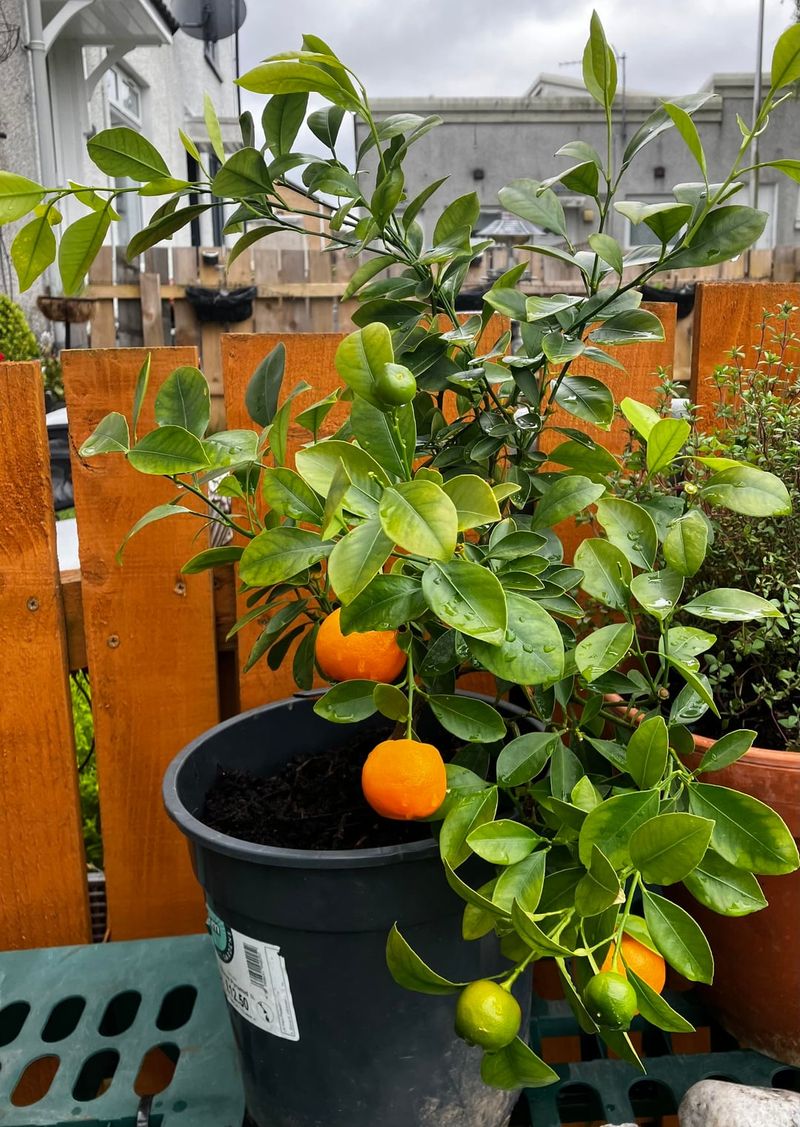 Calamondin Orange