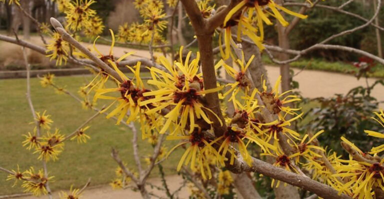 witch hazel