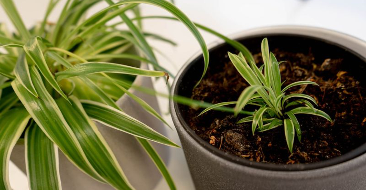 Key Signs Your Houseplants Are Struggling Wigh Winter Light In Washington