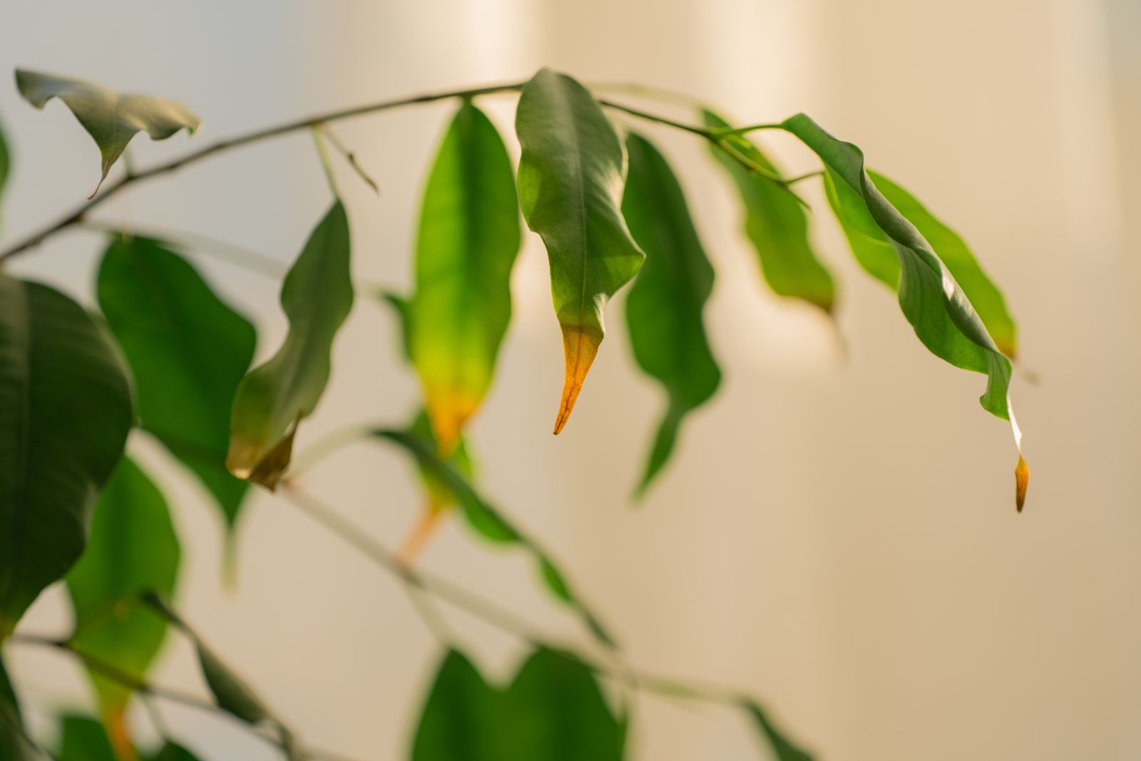yellow leaves on houseplant