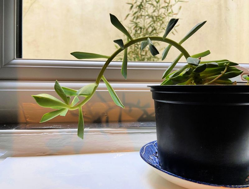 Leggy Growth And Stretched Stems