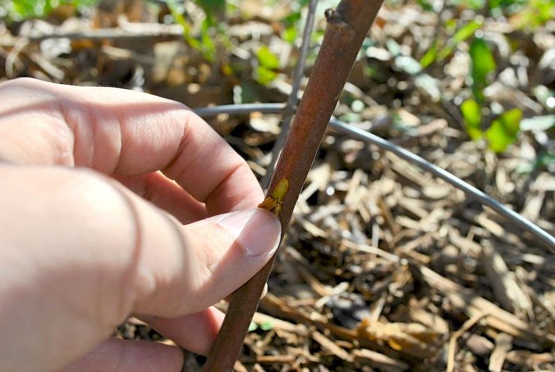 Green Tissue Under The Bark