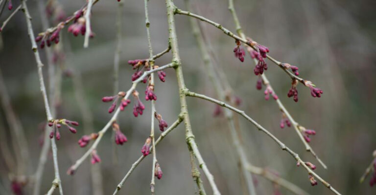 new buds on branches