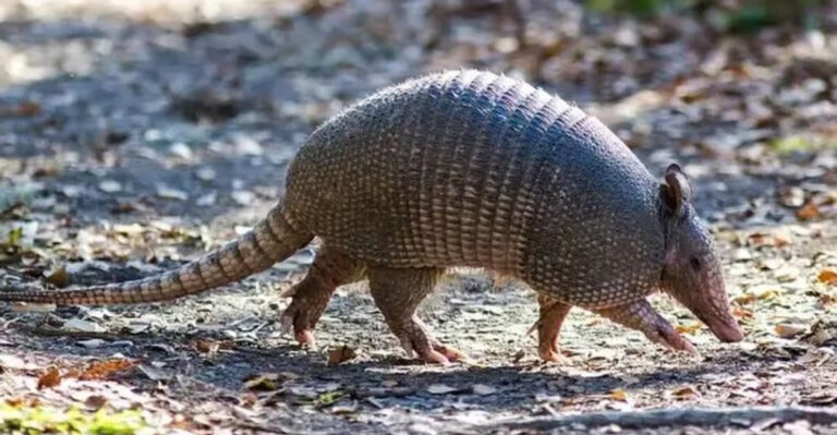 armadillo