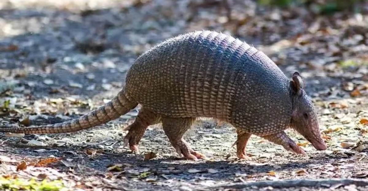 Key Things To Do When An Armadillo Is Digging Holes In Your Louisiana Yard