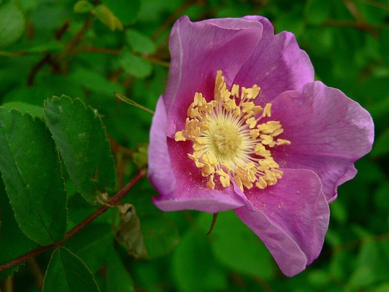 Nootka rose (Rosa nutkana)