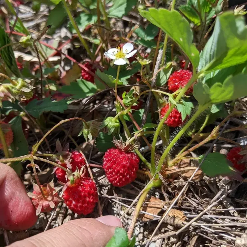 Wild Strawberry (Fragaria spp.)