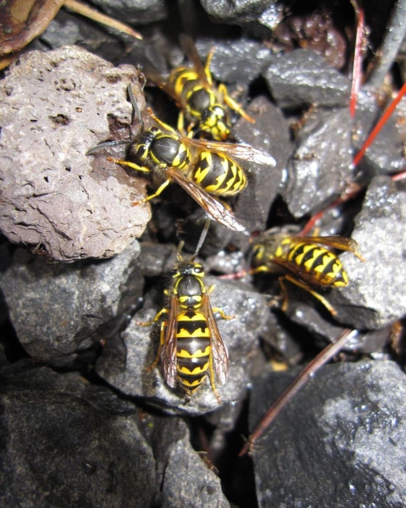 Yellow Jackets