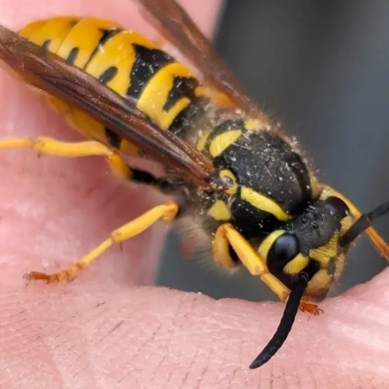 German Yellowjackets