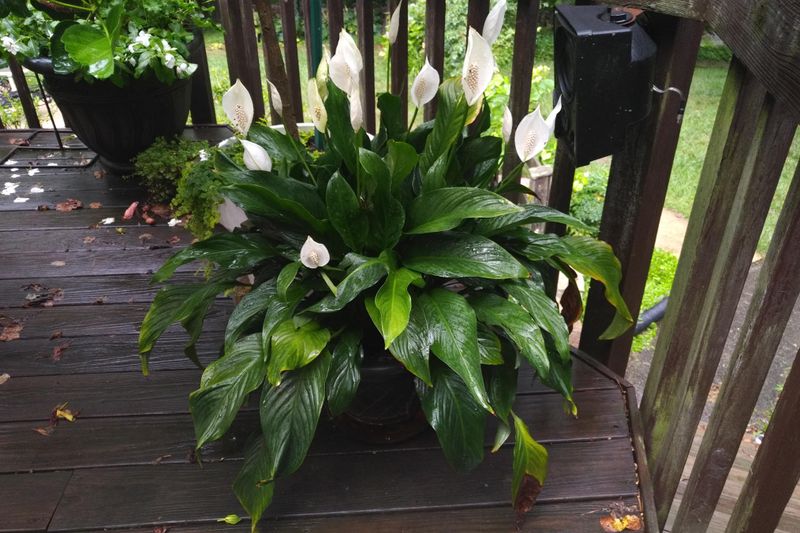 Entryway Table for Welcoming Chi