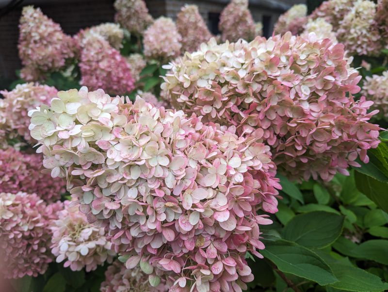 PeeGee Hydrangea