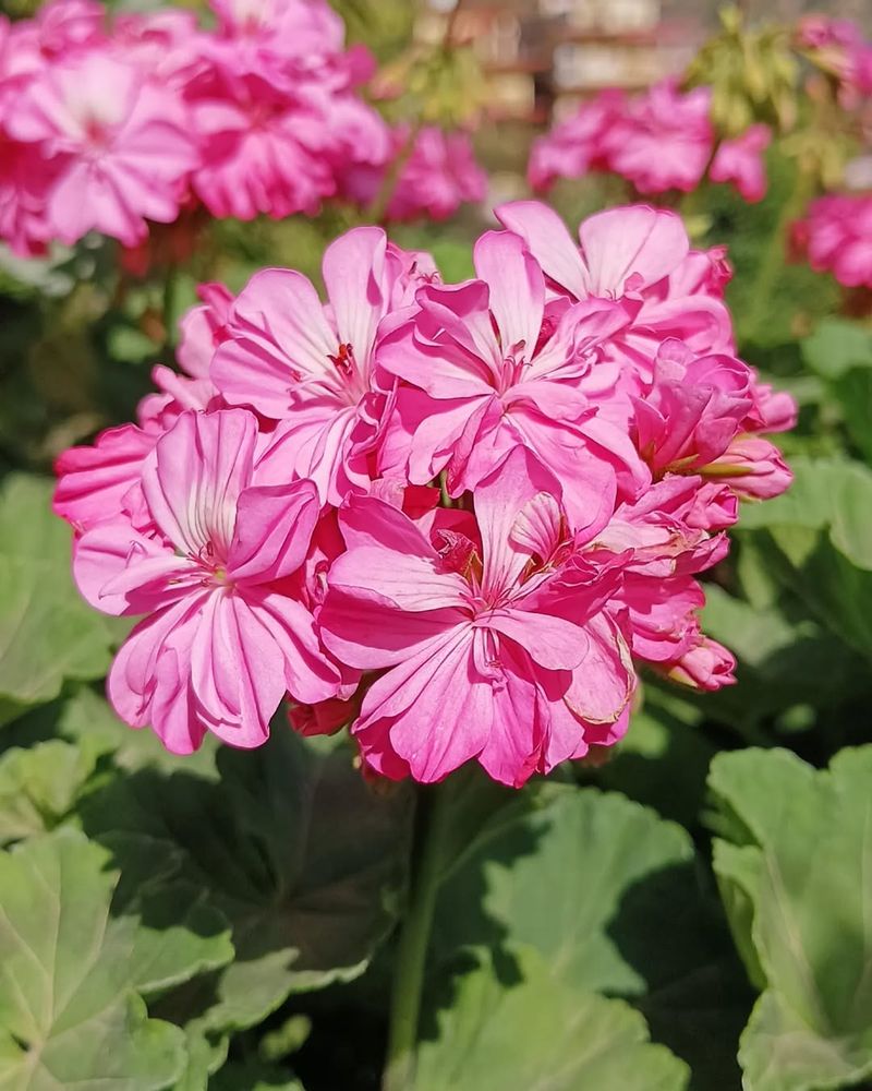 Zonal Geranium Hybrids