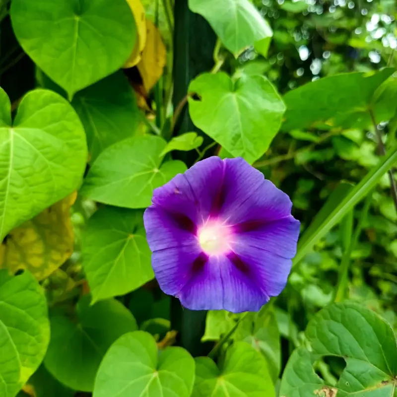 Morning Glory (Ipomoea Spp.)