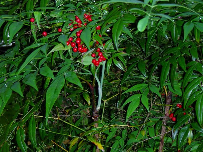 Nandina