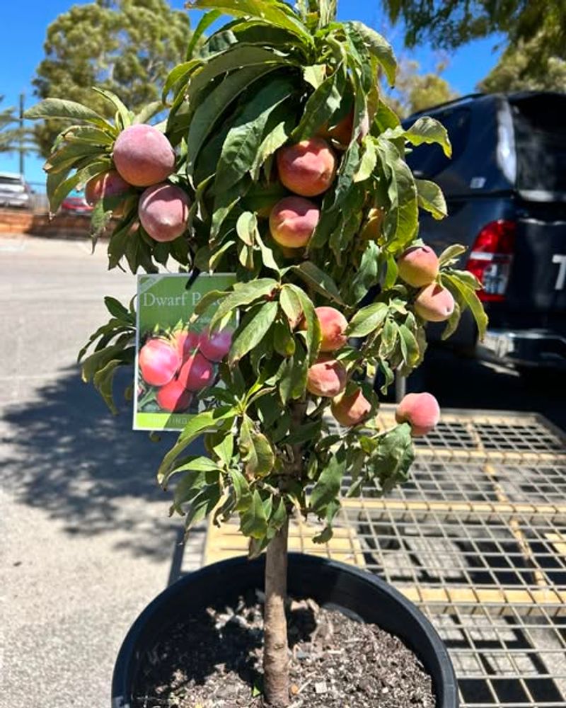 Dwarf Peach (Prunus Persica - Patio Varieties)