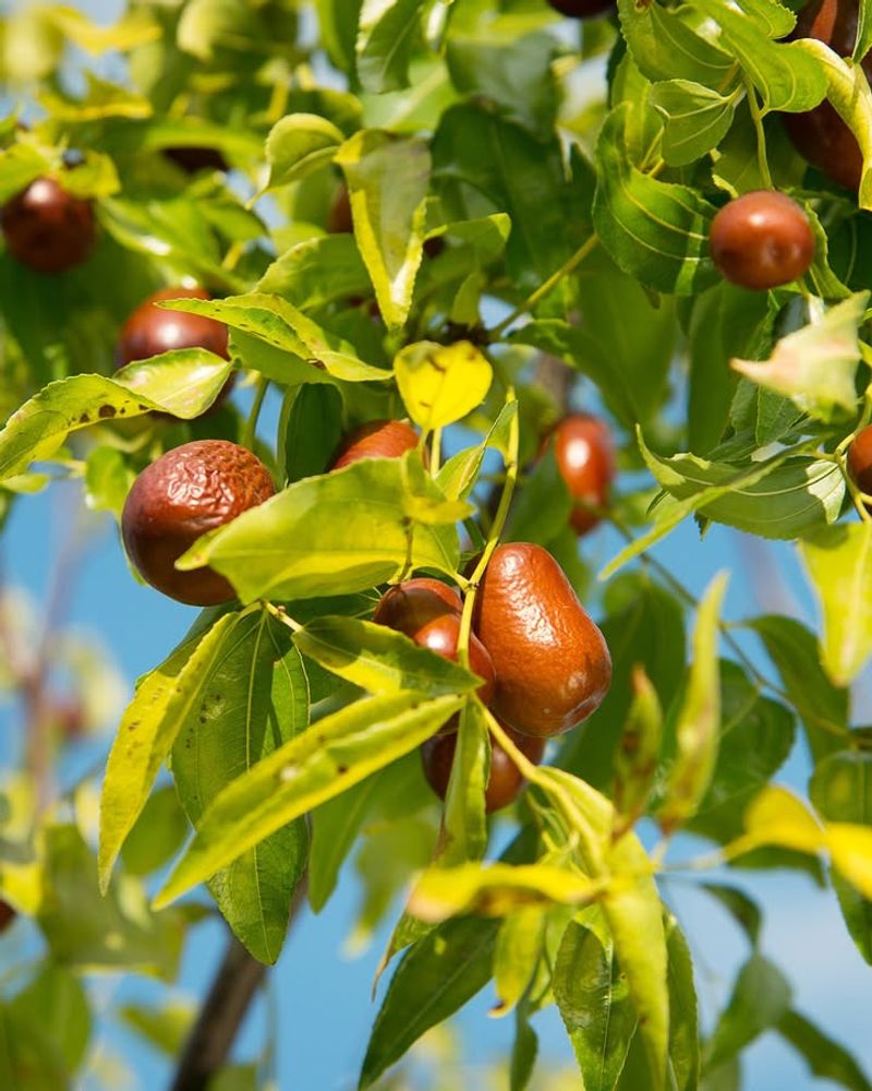 Jujube (Ziziphus Jujuba)