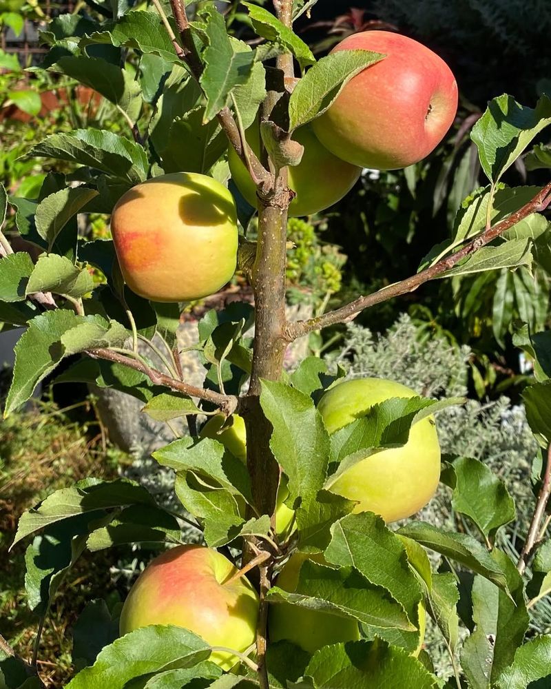 Dwarf Apple Tree