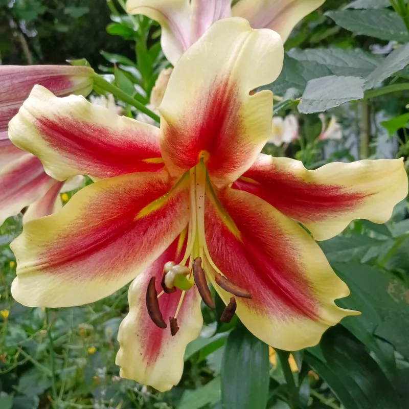 OT Hybrid Lilies (Oriental × Trumpet Hybrids)
