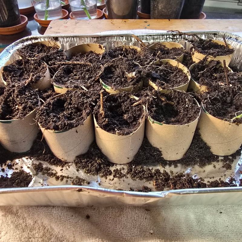 Control Moisture Better Than Plastic Seed Trays