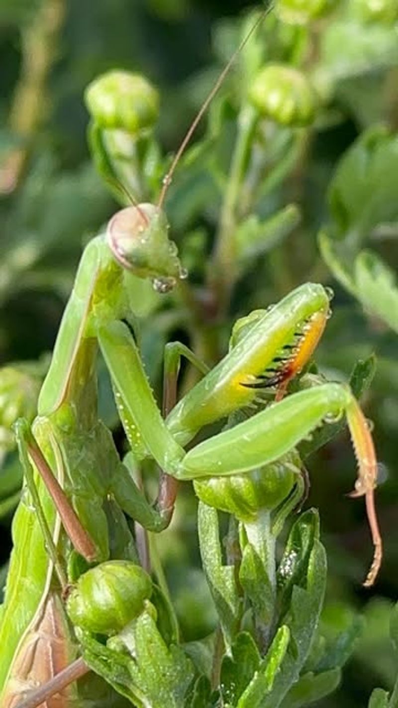 Praying Mantises For Larger Garden Pests